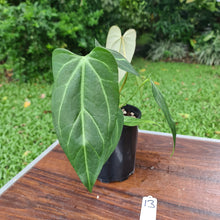 Load image into Gallery viewer, #13 Anthurium Crystallinum x &#39;Black Sensation&#39;