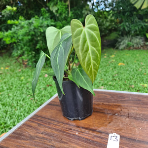 #13 Anthurium Crystallinum x 'Black Sensation'