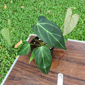 #13 Anthurium Crystallinum x 'Black Sensation'
