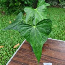 Load image into Gallery viewer, #210 Anthurium Macrolobium x