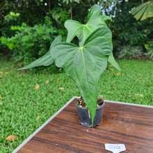 Load image into Gallery viewer, #210 Anthurium Macrolobium x