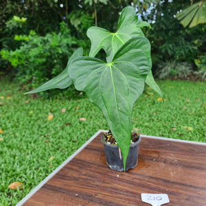 #210 Anthurium Macrolobium x
