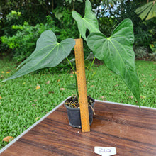 Load image into Gallery viewer, #210 Anthurium Macrolobium x