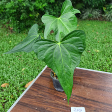 Load image into Gallery viewer, #210 Anthurium Macrolobium x