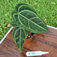 Load image into Gallery viewer, #380 Anthurium Crystallinum x