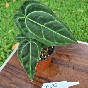 #380 Anthurium Crystallinum x