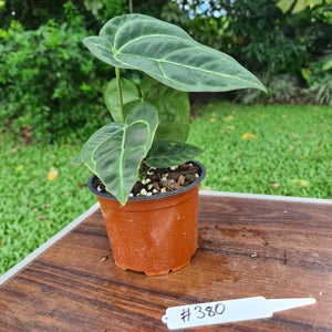 #380 Anthurium Crystallinum x