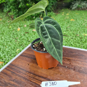 #380 Anthurium Crystallinum x