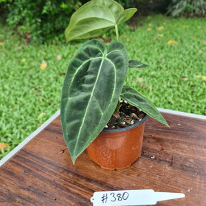 #380 Anthurium Crystallinum x