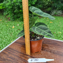 Load image into Gallery viewer, #380 Anthurium Crystallinum x