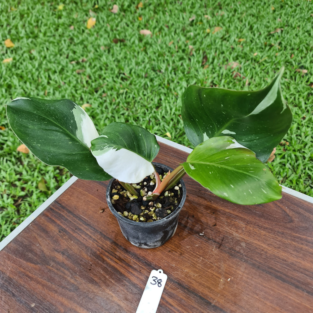 #38 Philodendron White Knight