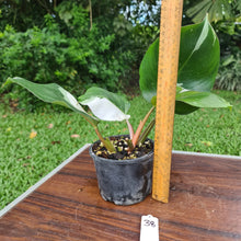 Load image into Gallery viewer, #38 Philodendron White Knight