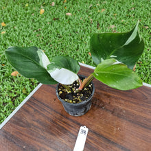 Load image into Gallery viewer, #38 Philodendron White Knight