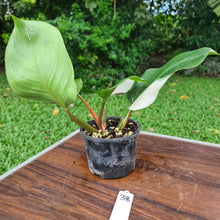Load image into Gallery viewer, #38 Philodendron White Knight