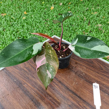 Load image into Gallery viewer, #31 Philodendron Pink Princess