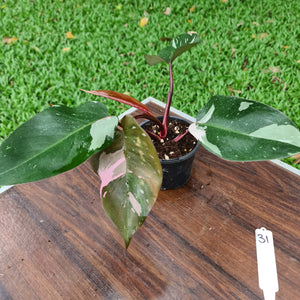 #31 Philodendron Pink Princess