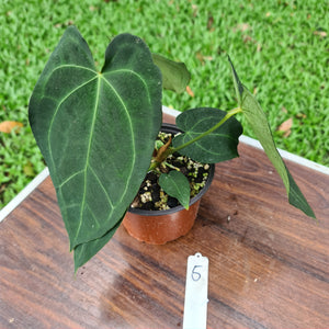 #5 Anthurium 'Dark Night'