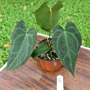 #5 Anthurium 'Dark Night'