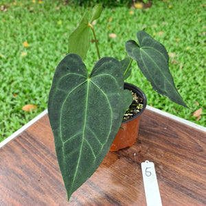 #5 Anthurium 'Dark Night'