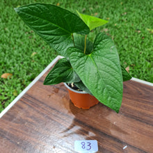 Load image into Gallery viewer, #83 Anthurium &#39;Bosworth&#39;