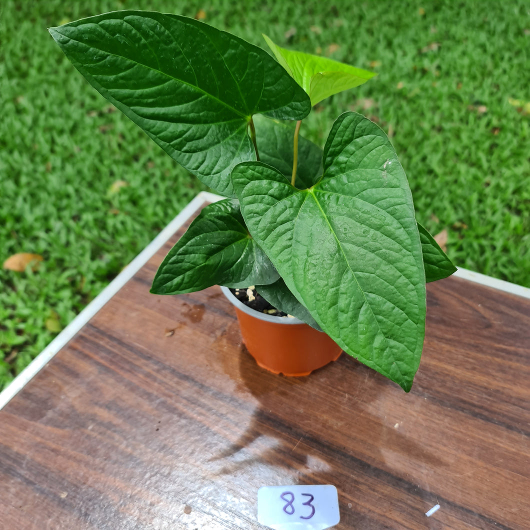 #83 Anthurium 'Bosworth'