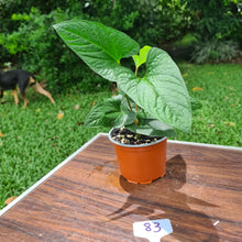 Load image into Gallery viewer, #83 Anthurium &#39;Bosworth&#39;