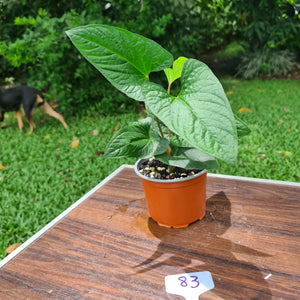 #83 Anthurium 'Bosworth'