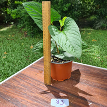 Load image into Gallery viewer, #83 Anthurium &#39;Bosworth&#39;