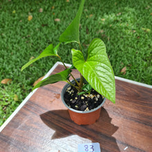 Load image into Gallery viewer, #83 Anthurium &#39;Bosworth&#39;