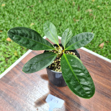 Load image into Gallery viewer, #139 Anthurium Superbum