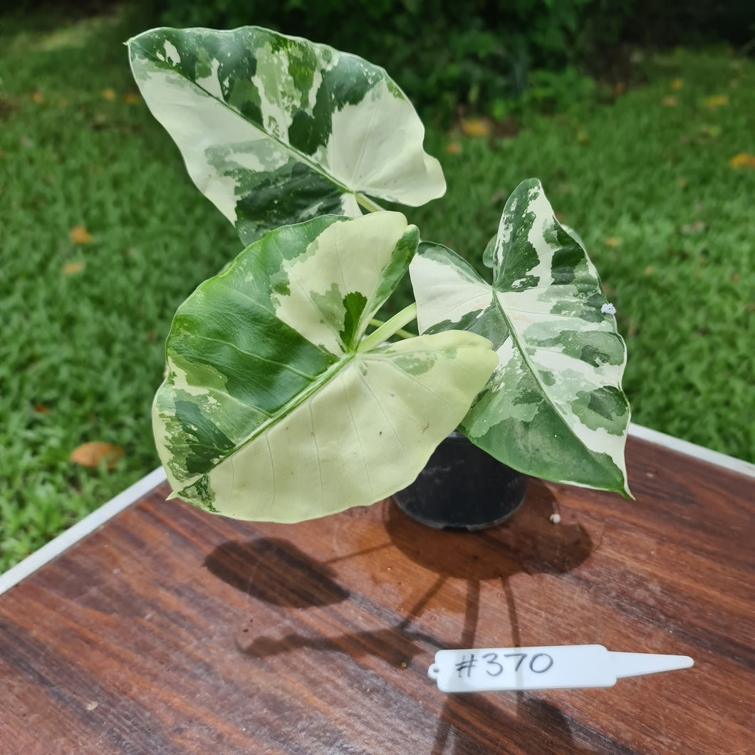 #370 Variegated Alocasia Macrorrhiza