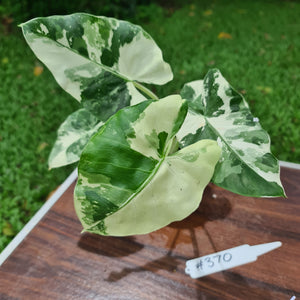 #370 Variegated Alocasia Macrorrhiza