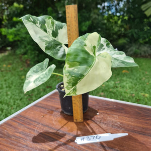 #370 Variegated Alocasia Macrorrhiza