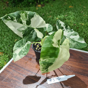 #370 Variegated Alocasia Macrorrhiza