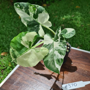 #370 Variegated Alocasia Macrorrhiza