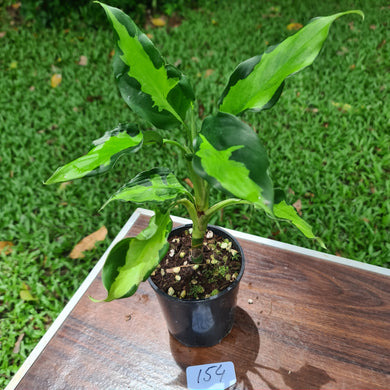 #154 Aglaonema Modestum Medio Pictum / Shingii
