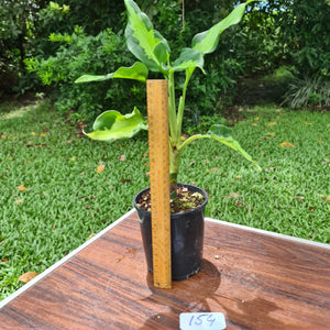 #154 Aglaonema Modestum Medio Pictum / Shingii