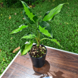#154 Aglaonema Modestum Medio Pictum / Shingii