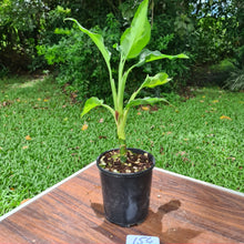 Load image into Gallery viewer, #154 Aglaonema Modestum Medio Pictum / Shingii