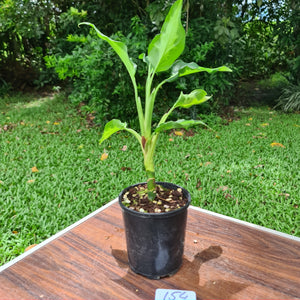 #154 Aglaonema Modestum Medio Pictum / Shingii