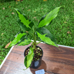 #154 Aglaonema Modestum Medio Pictum / Shingii