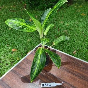 #320 Aglaonema 'Golden Sands'