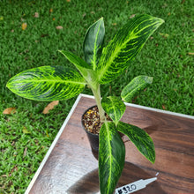 Load image into Gallery viewer, #320 Aglaonema &#39;Golden Sands&#39;