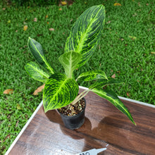 Load image into Gallery viewer, #320 Aglaonema &#39;Golden Sands&#39;