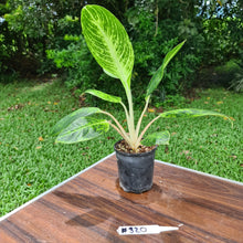 Load image into Gallery viewer, #320 Aglaonema &#39;Golden Sands&#39;