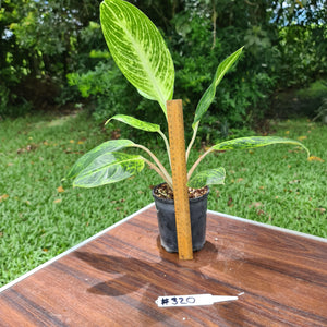 #320 Aglaonema 'Golden Sands'