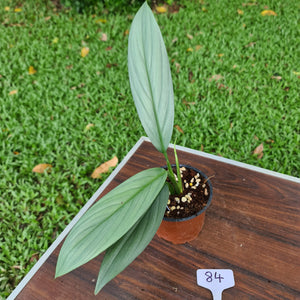 #84 Epipremnum Amplissimum