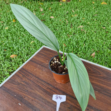 Load image into Gallery viewer, #84 Epipremnum Amplissimum
