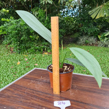 Load image into Gallery viewer, #84 Epipremnum Amplissimum