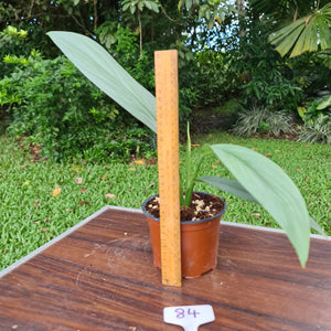 #84 Epipremnum Amplissimum